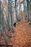 Nel bosco